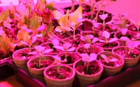 لامپ های رشد گیاهان