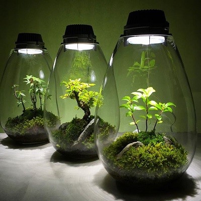 تاثیر-نور-لامپ-بر-رشد-گیاهان5.jpg