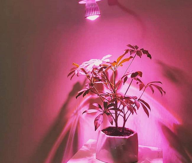چراغ رشد گیاه