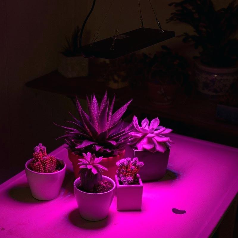 لامپ برای رشد گیاه 8