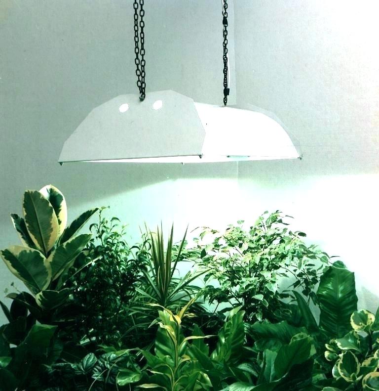 لامپ برای رشد گیاه6