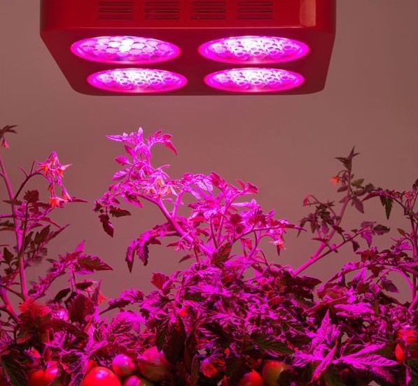 راهنمای انتخاب لامپ رشد گیاه 4