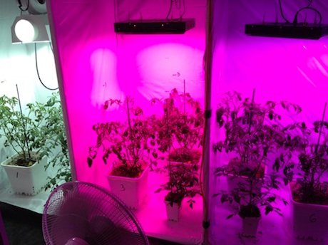 راهنمای انتخاب لامپ رشد گیاه 6